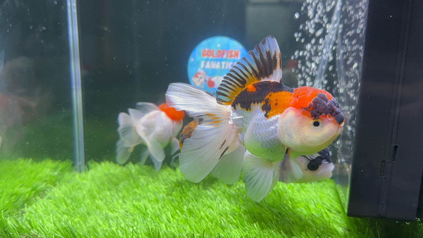 Casquette rouge Squad, tricolore, panda et tigre Oranda 3,5-4,5 pouces #110824SO_12