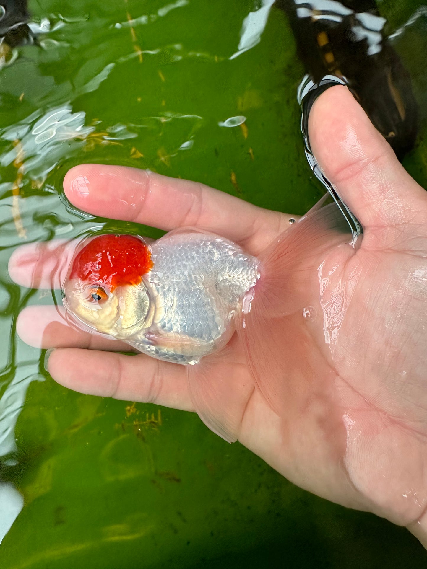 Paire de mâles et femelles à calotte rouge Oranda 3,5 à 4 pouces #110824PO_04