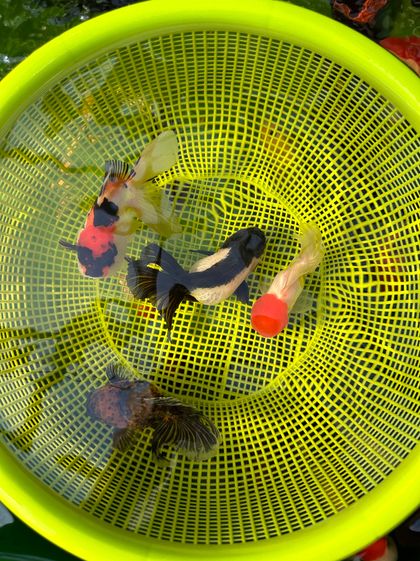 Casquette rouge Squad, tricolore, panda et tigre Oranda 3,5-4,5 pouces #110824SO_12