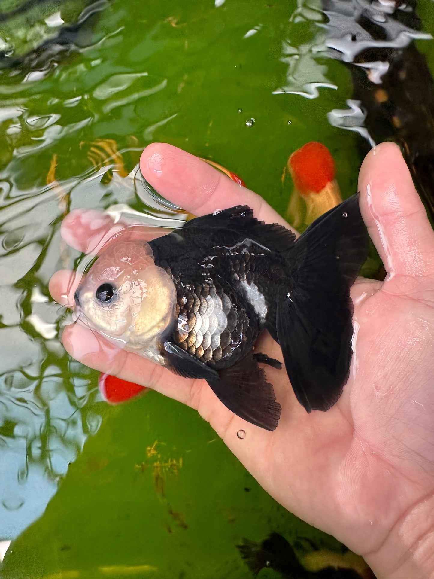 Paire de pandas mâles aux yeux de bouton et femelles à tête de citron 4 à 5 pouces #110824PO_09