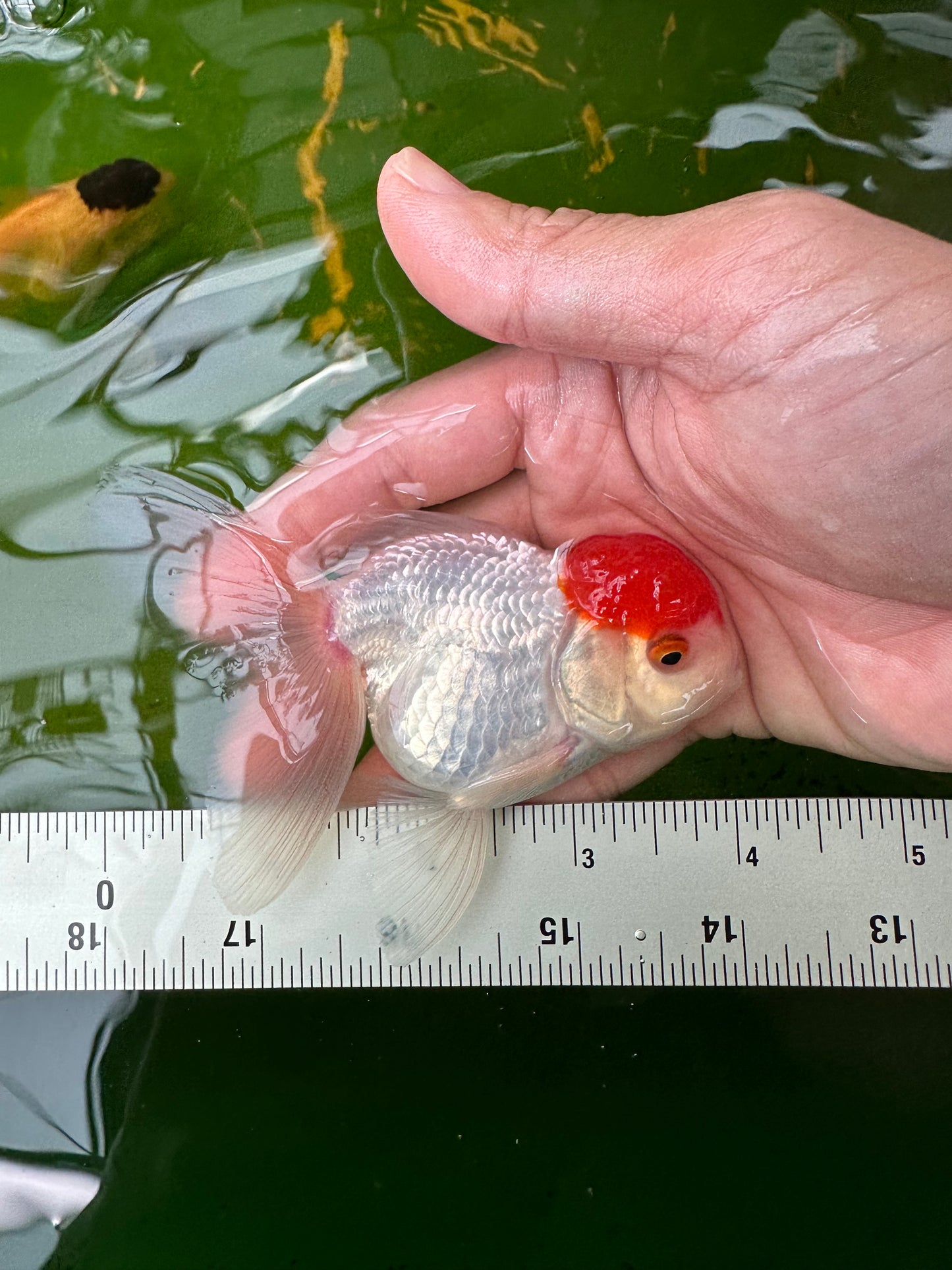 Paire de mâles et femelles à calotte rouge Oranda 3,5 à 4 pouces #110824PO_04