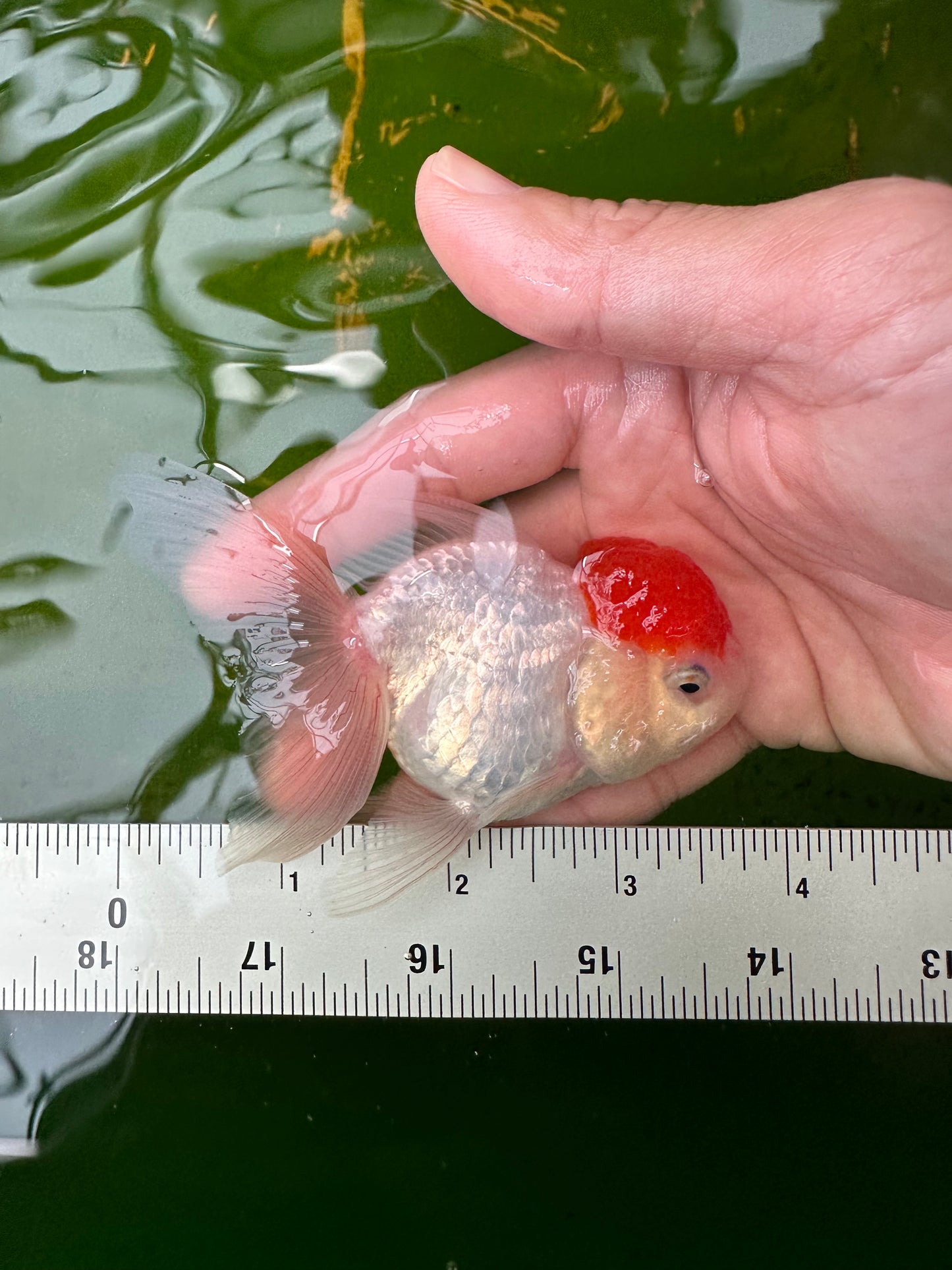 Paire de mâles et femelles à calotte rouge Oranda 3,5 à 4 pouces #110824PO_04