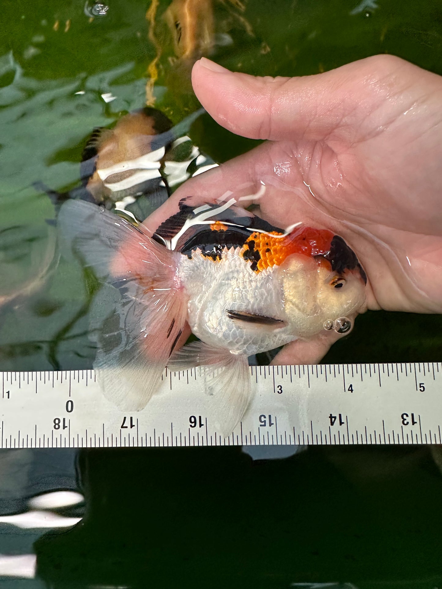 Casquette rouge Squad, tricolore, panda et tigre Oranda 3,5-4,5 pouces #110824SO_12