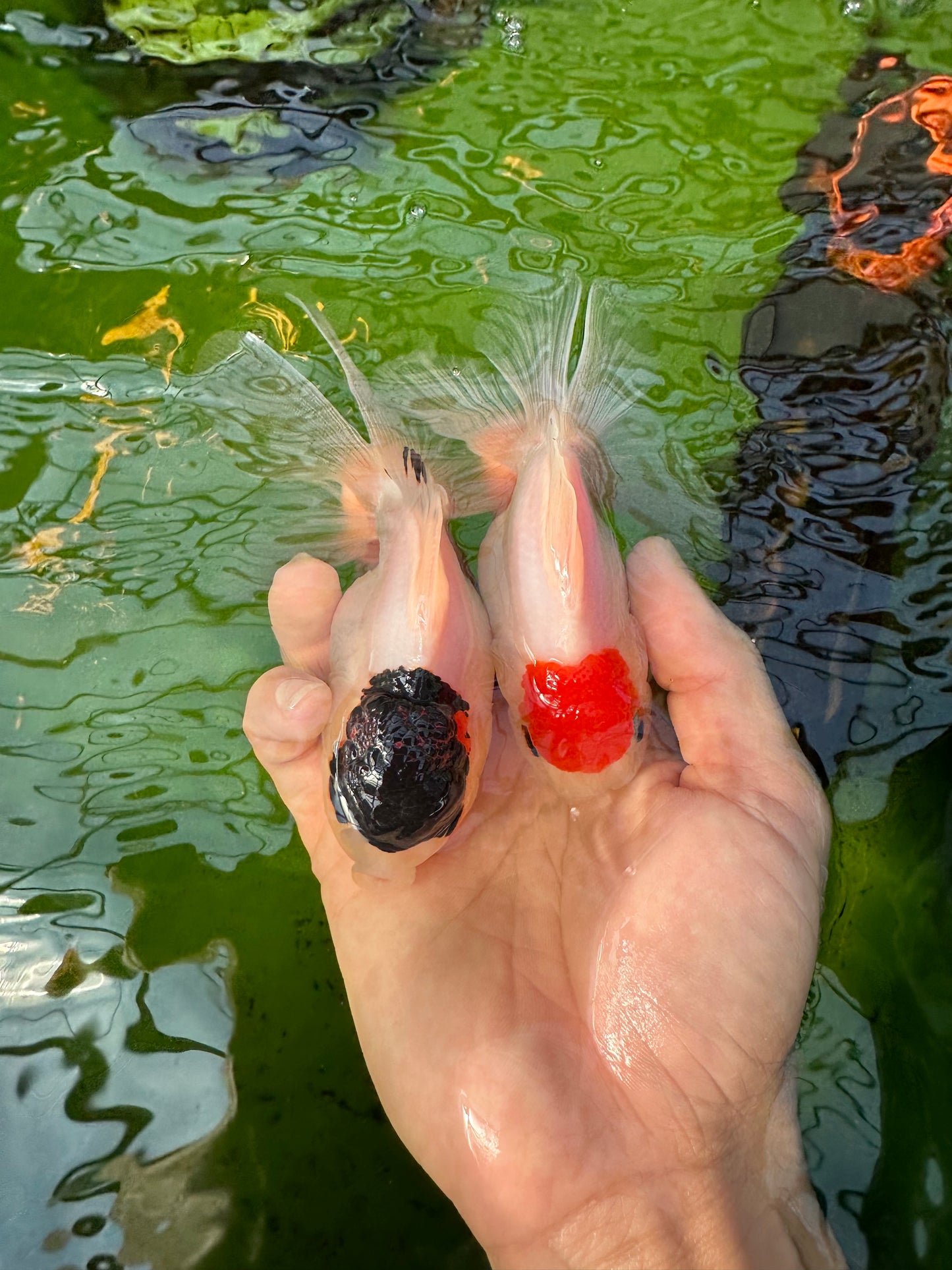 Paire de Tancho Oranda rouge et noir 4-4,5 pouces #110824PO_03