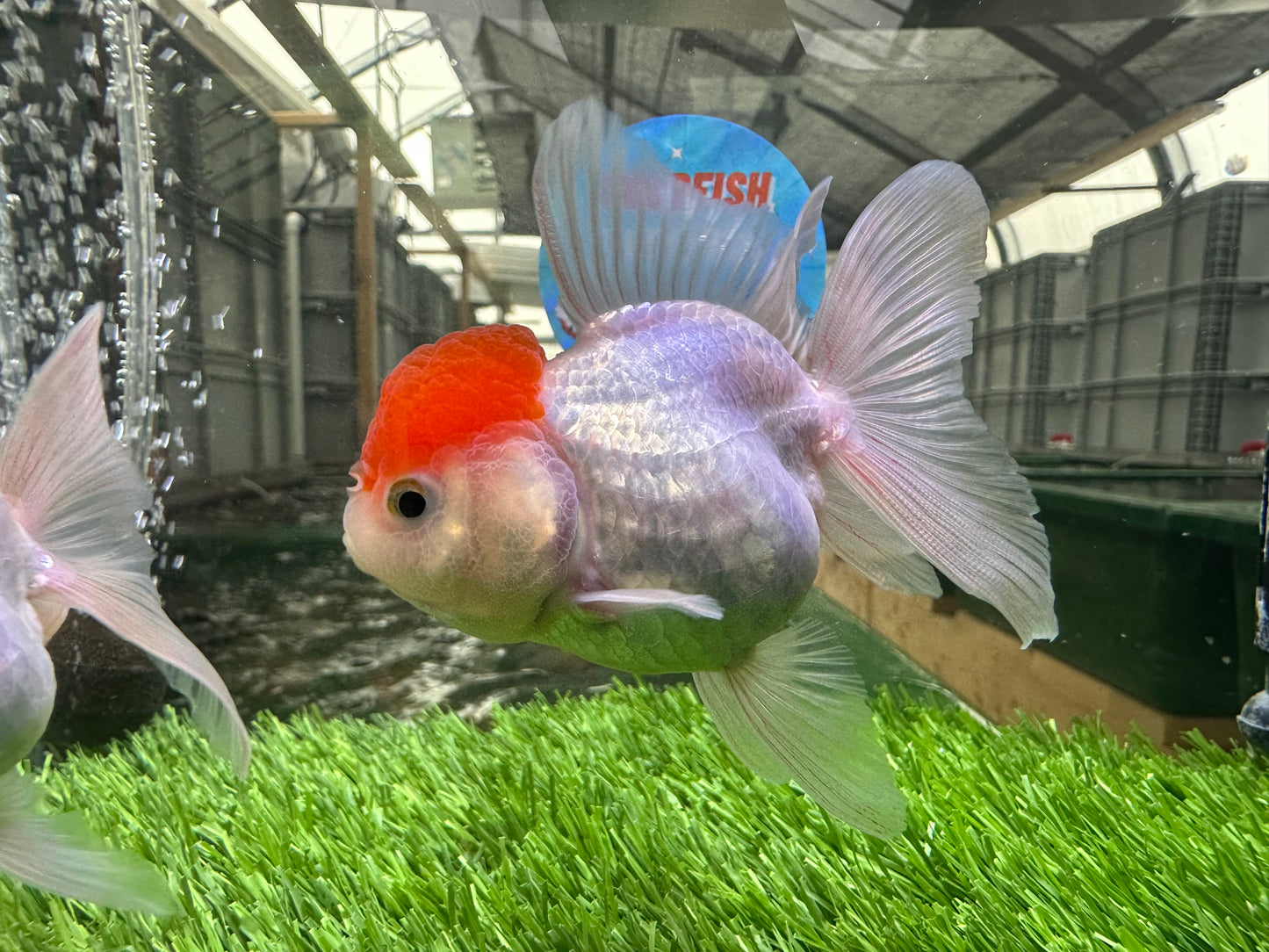 Paire de mâles et femelles à calotte rouge Oranda 3,5 à 4 pouces #110824PO_04
