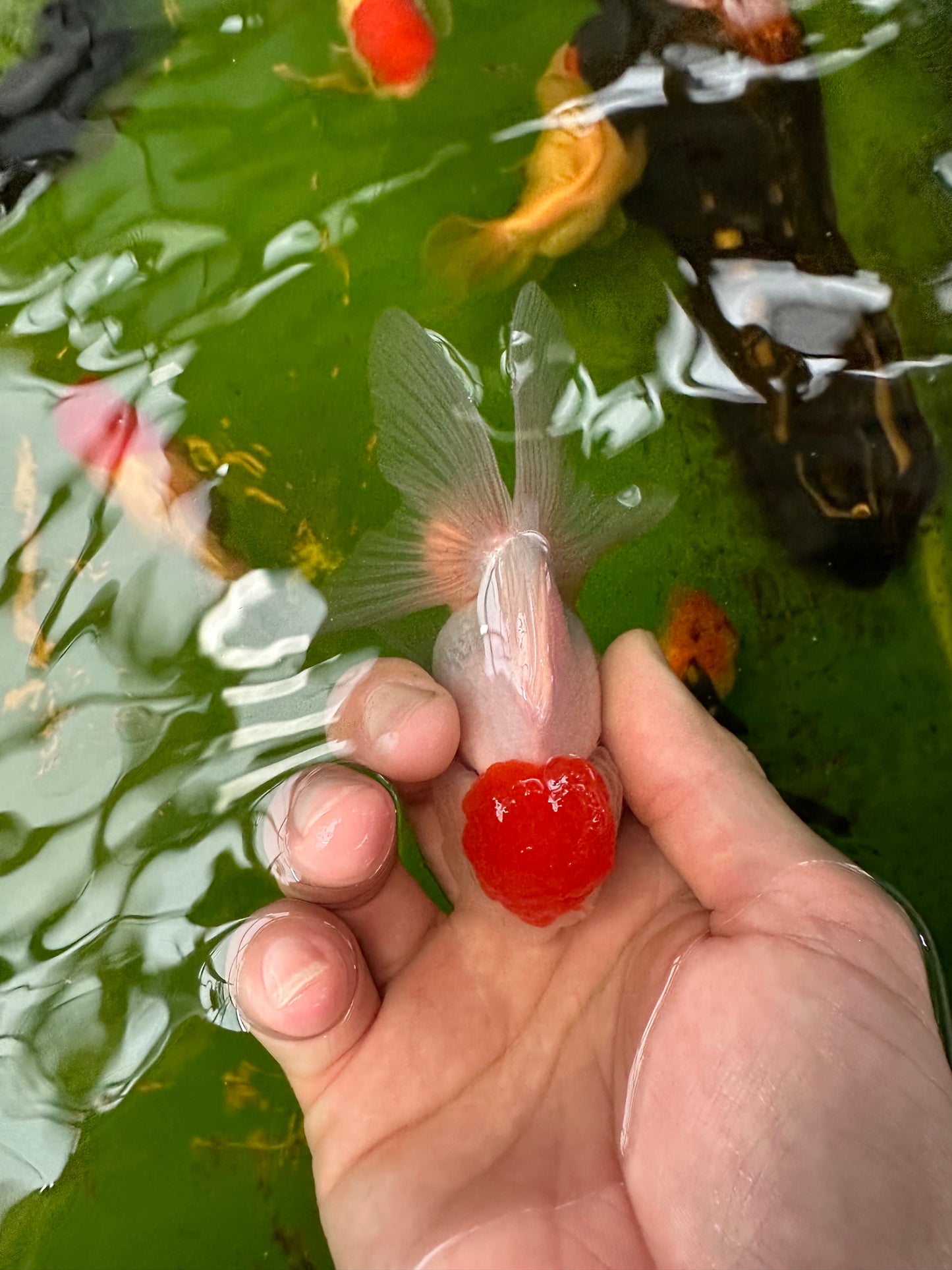Paire de mâles et femelles à calotte rouge Oranda 3,5 à 4 pouces #110824PO_04