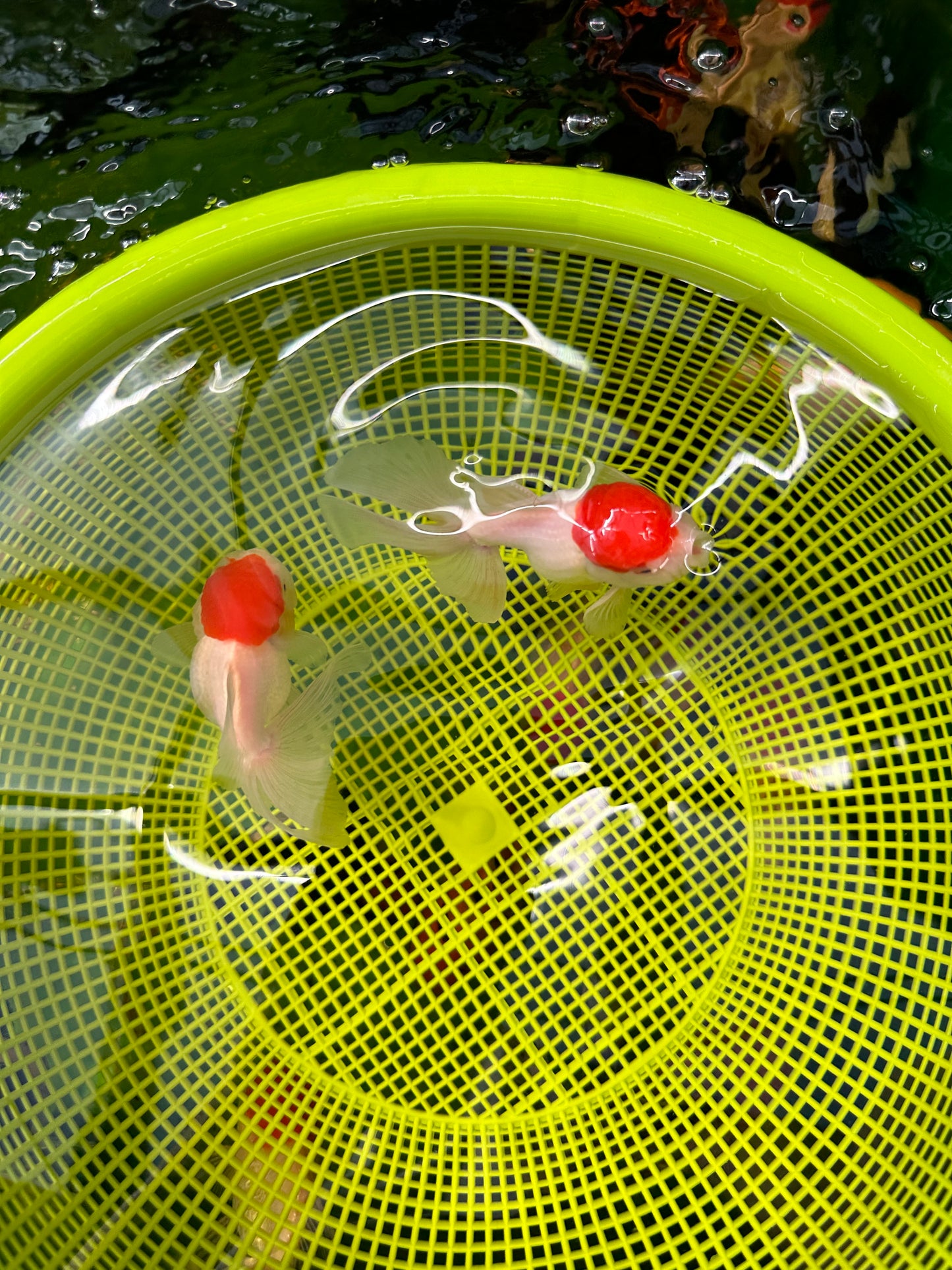 Paire de mâles et femelles à calotte rouge Oranda 3,5 à 4 pouces #110824PO_04