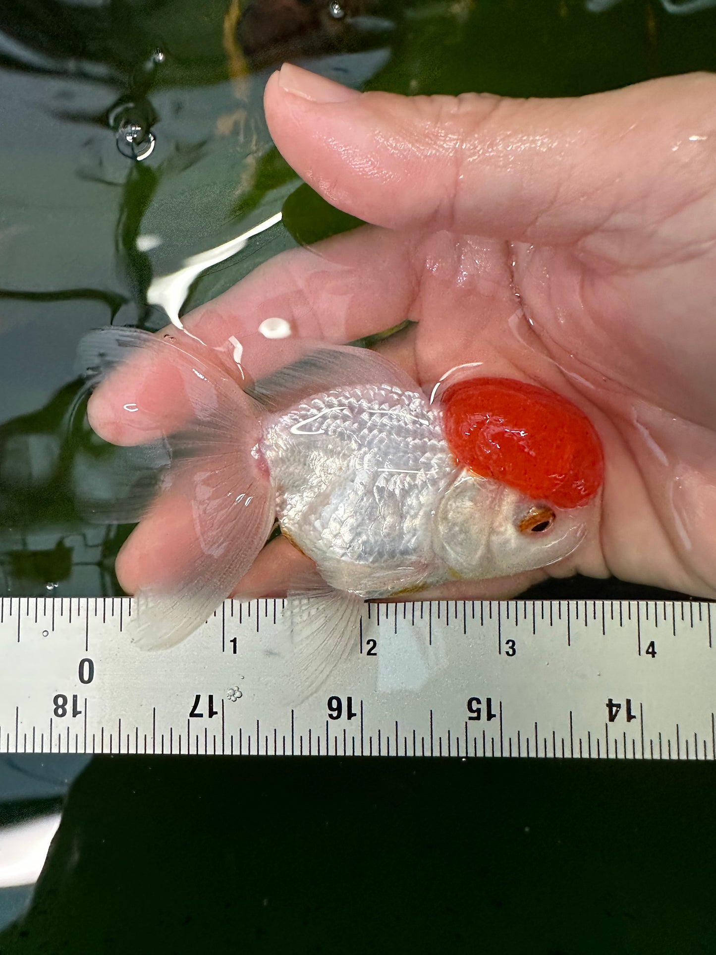 Casquette rouge Squad, tricolore, panda et tigre Oranda 3,5-4,5 pouces #110824SO_12