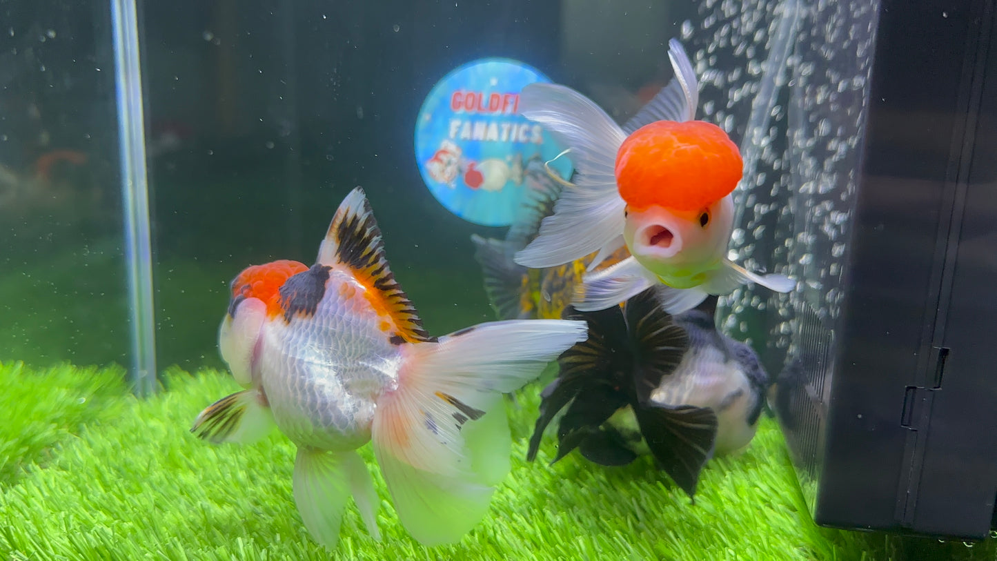 Casquette rouge Squad, tricolore, panda et tigre Oranda 3,5-4,5 pouces #110824SO_12