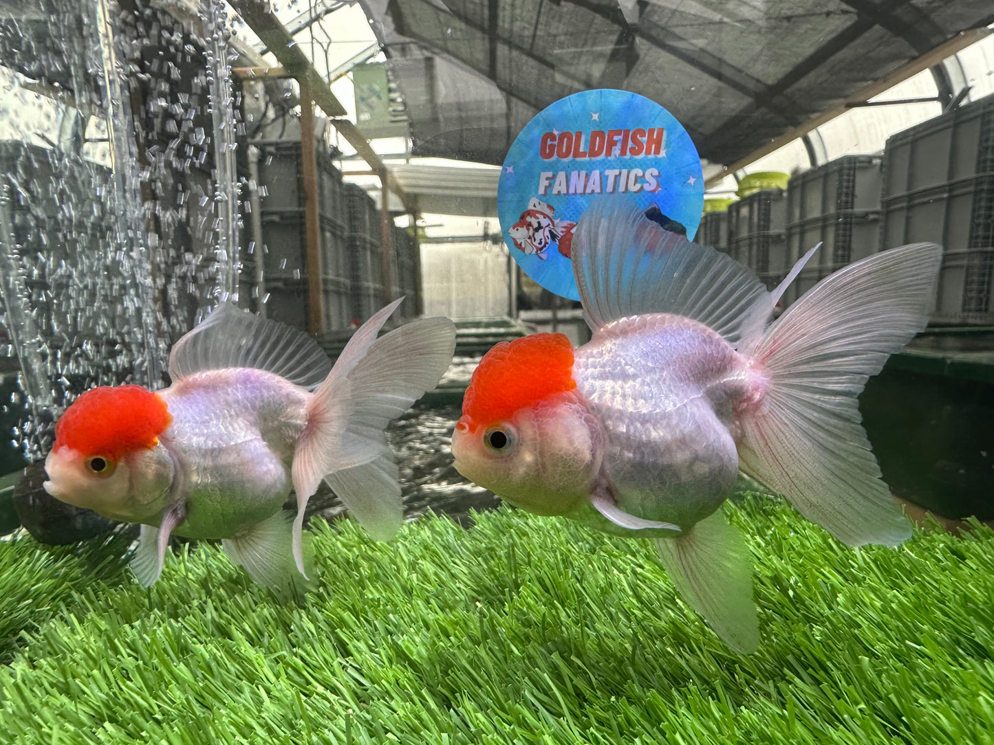Paire de mâles et femelles à calotte rouge Oranda 3,5 à 4 pouces #110824PO_04