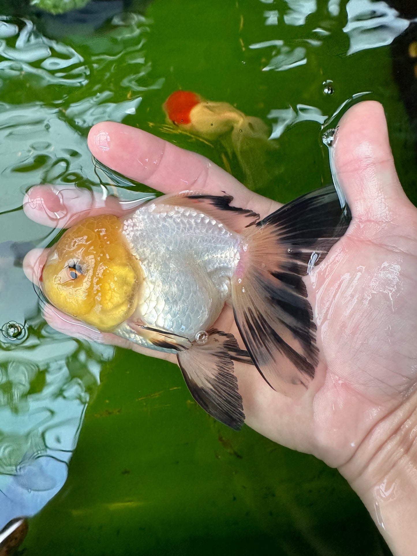 Paire de pandas mâles aux yeux de bouton et femelles à tête de citron 4 à 5 pouces #110824PO_09