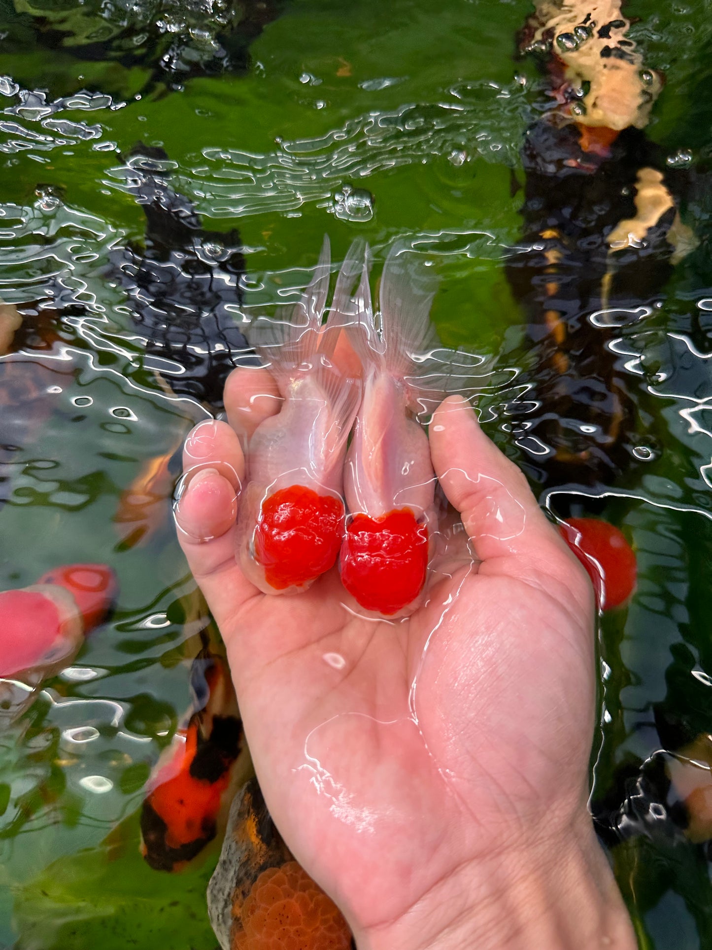 Paire de mâles et femelles à calotte rouge Oranda 3,5 à 4 pouces #110824PO_04
