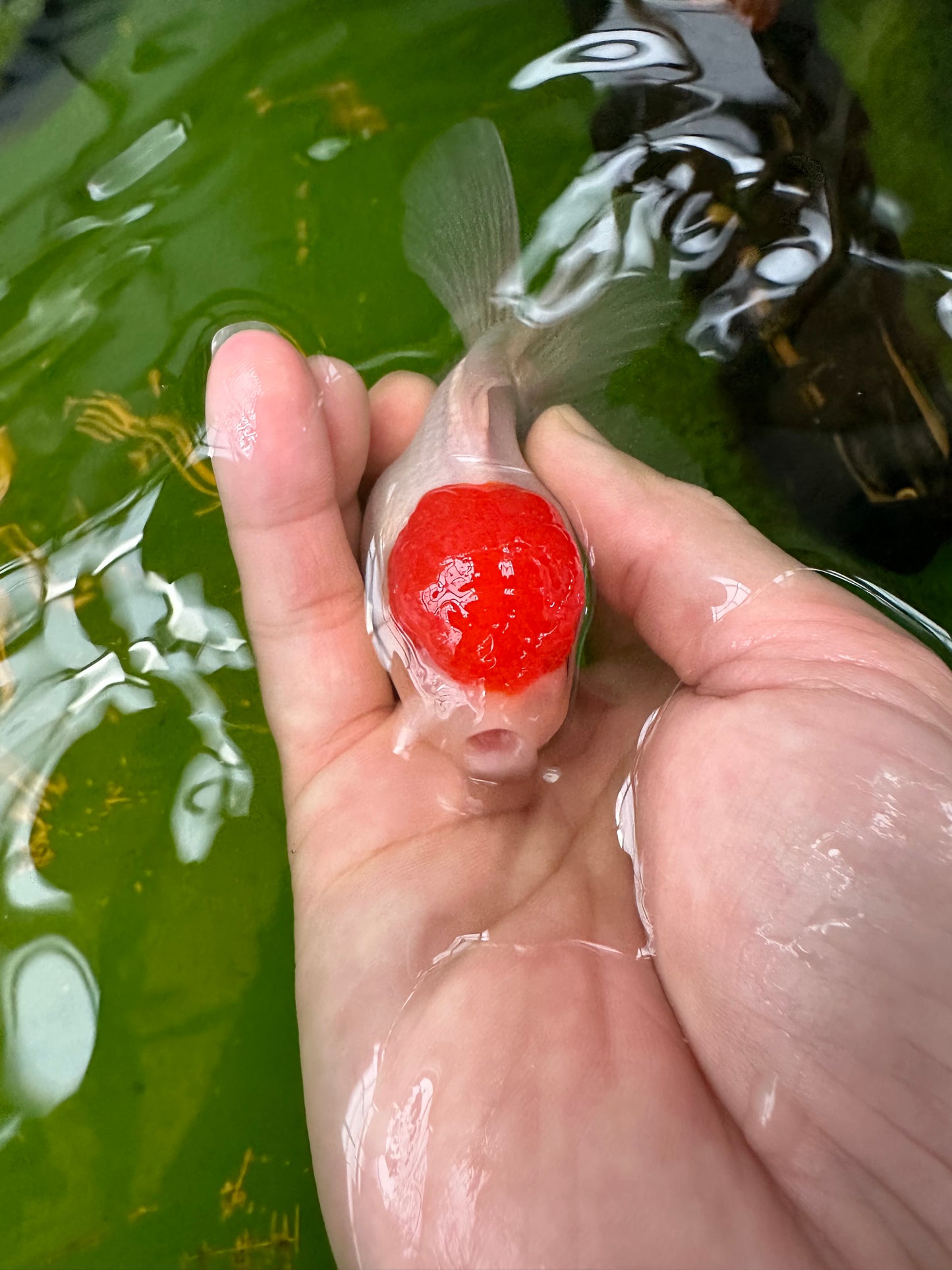 Paire de mâles et femelles à calotte rouge Oranda 3,5 à 4 pouces #110824PO_04
