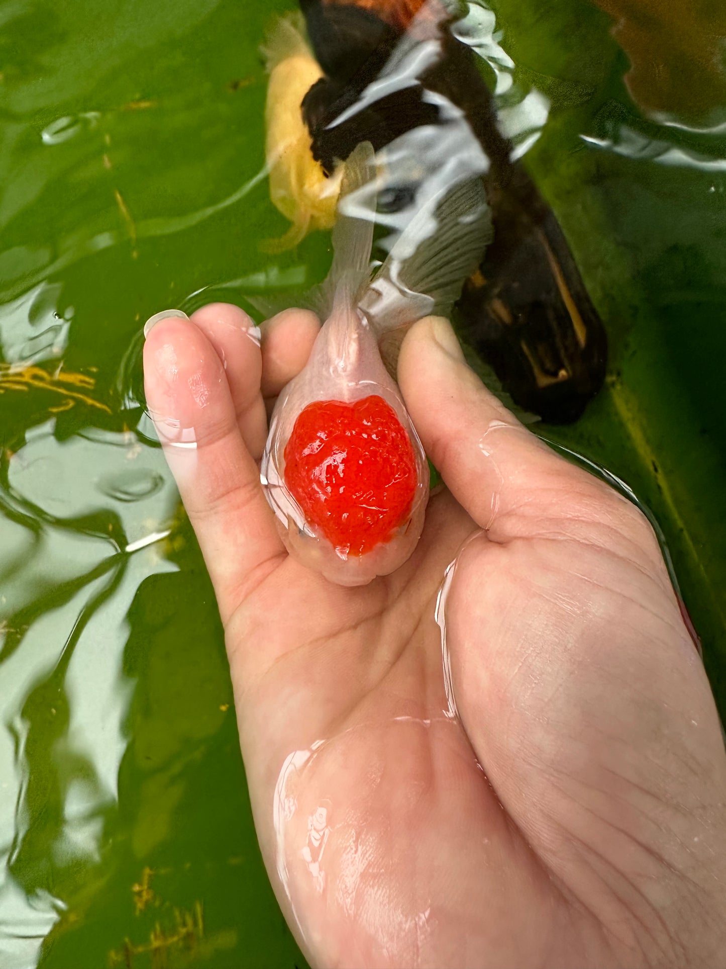 Paire de mâles et femelles à calotte rouge Oranda 3,5 à 4 pouces #110824PO_04