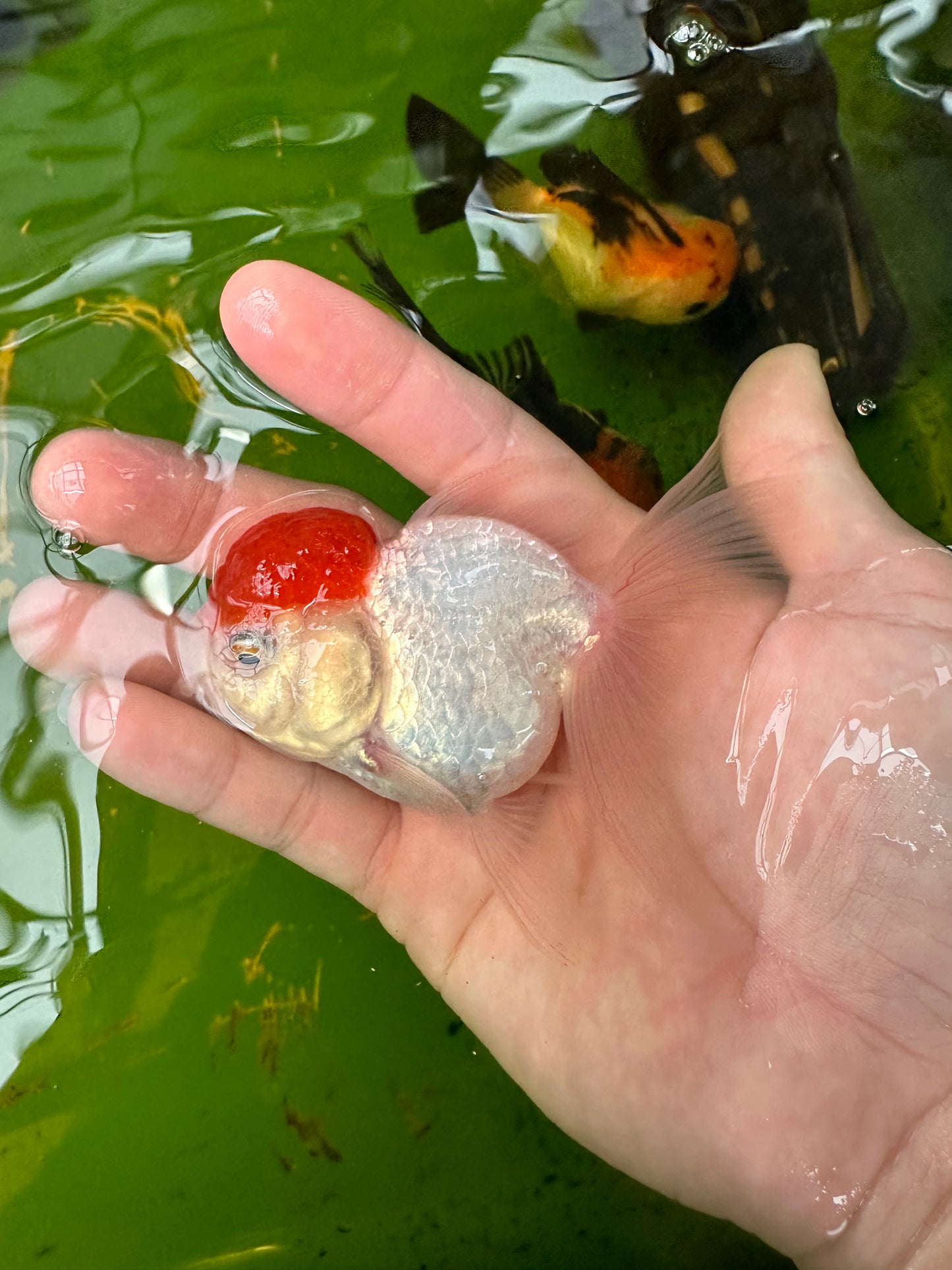 Paire de mâles et femelles à calotte rouge Oranda 3,5 à 4 pouces #110824PO_04