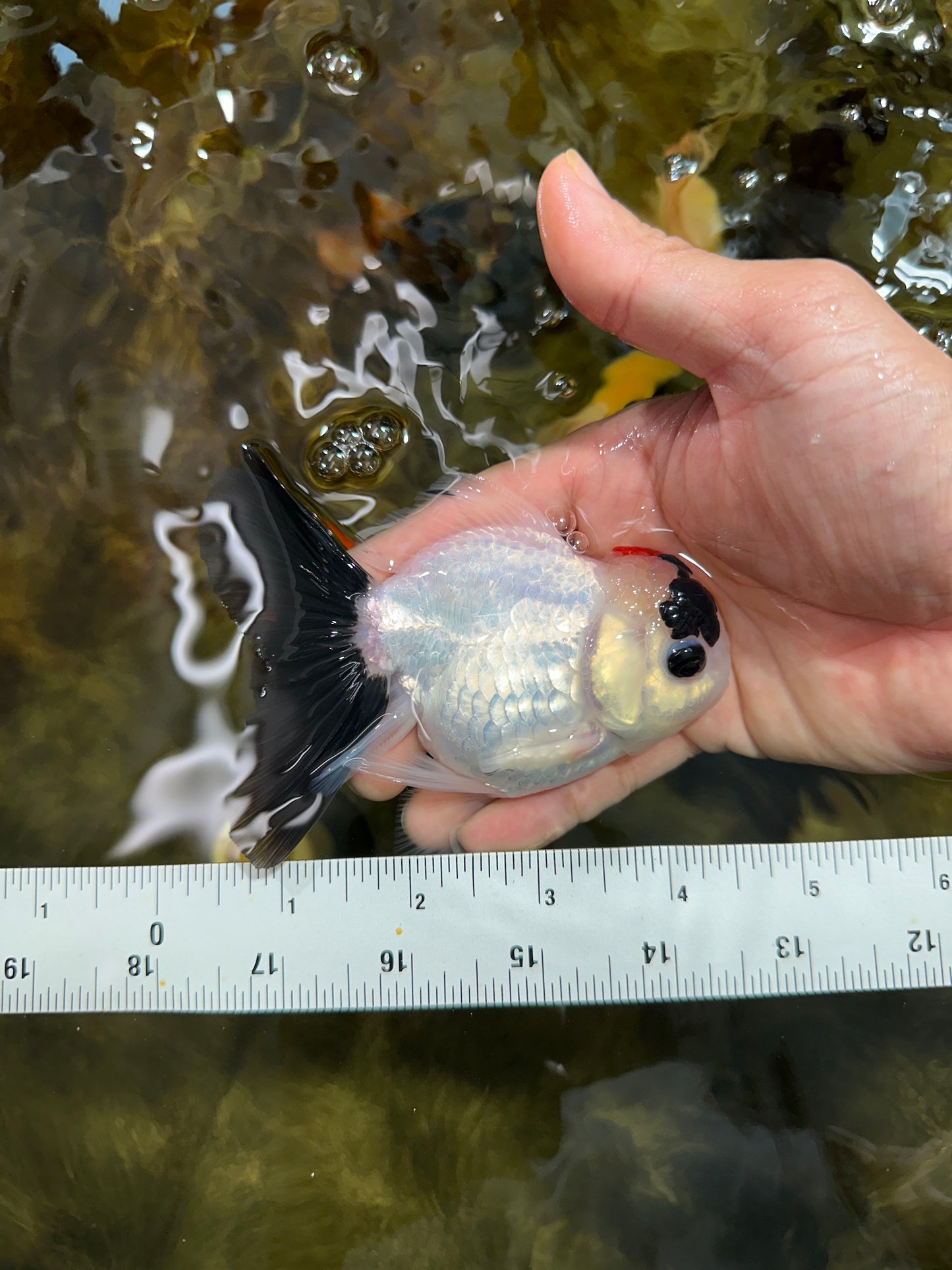 [SINGLE] Tricolor Oranda Male 4-4.5 inches #091925SO_09