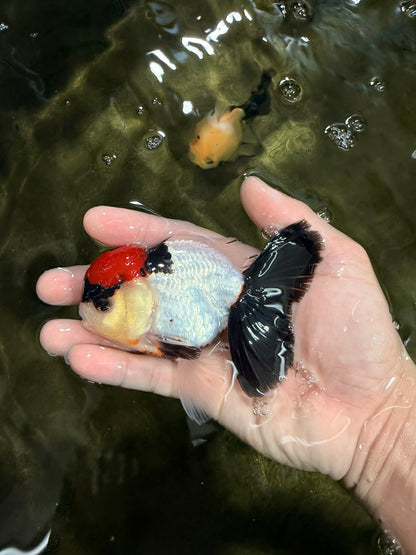 [SINGLE] Tancho Tricolor Oranda Male 4-4.5 inches #031326SO_05