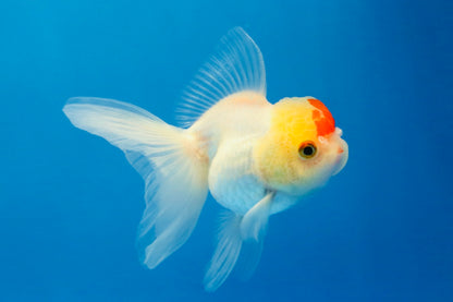 [SINGLE] Red White Oranda Female 4 inches #032026SO_01