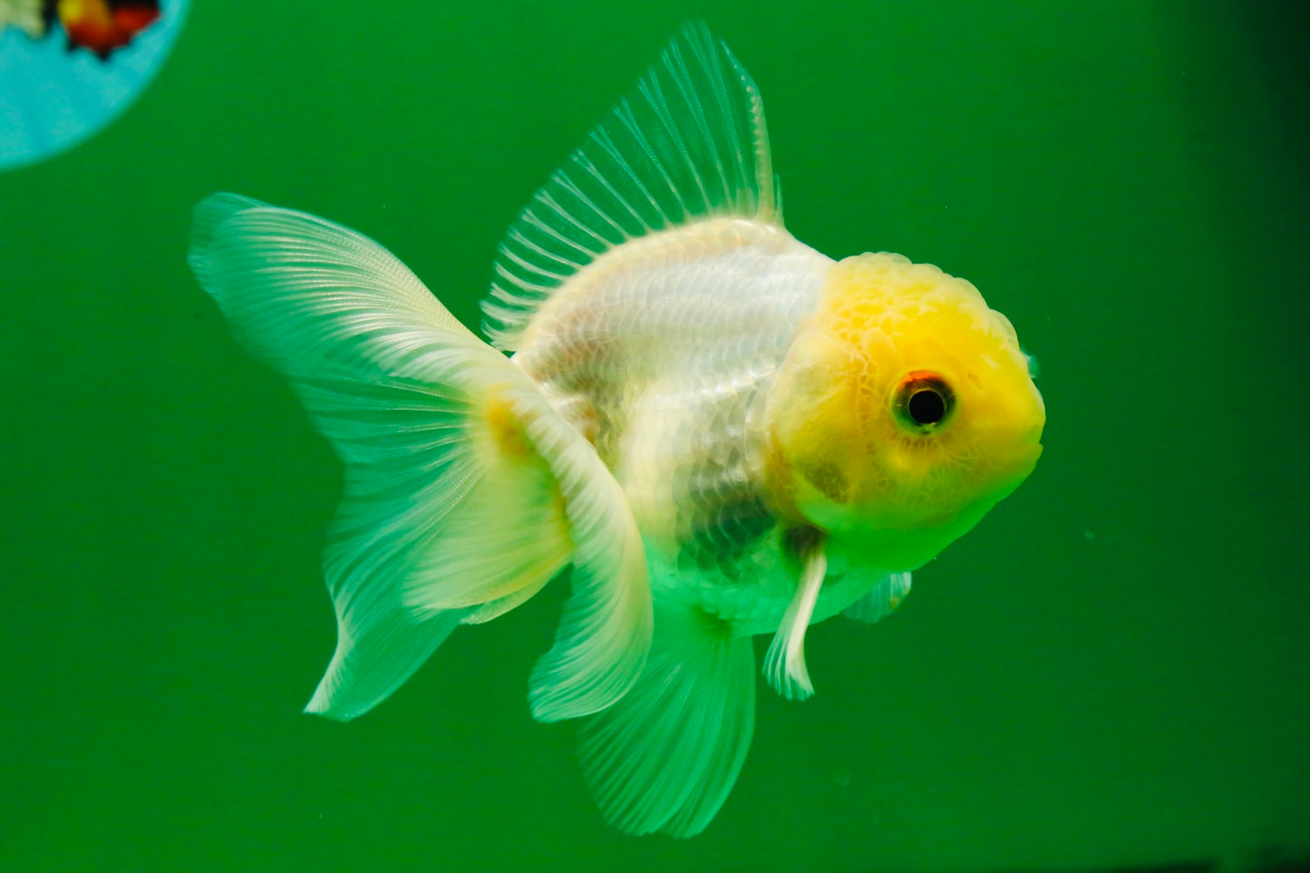 [SINGLE] White Male Oranda 4 inches #101025SO_10