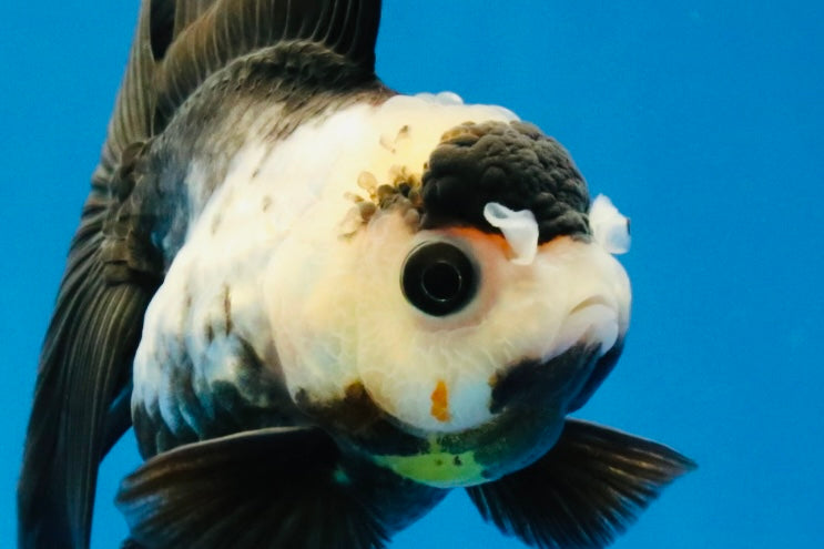 [SINGLE] Panda Oranda Female 4 inches #032026SO_02