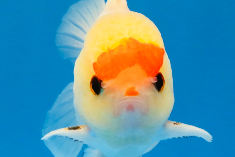 [SINGLE] Red White Oranda Male 4-4.5 inches #041026SO_10