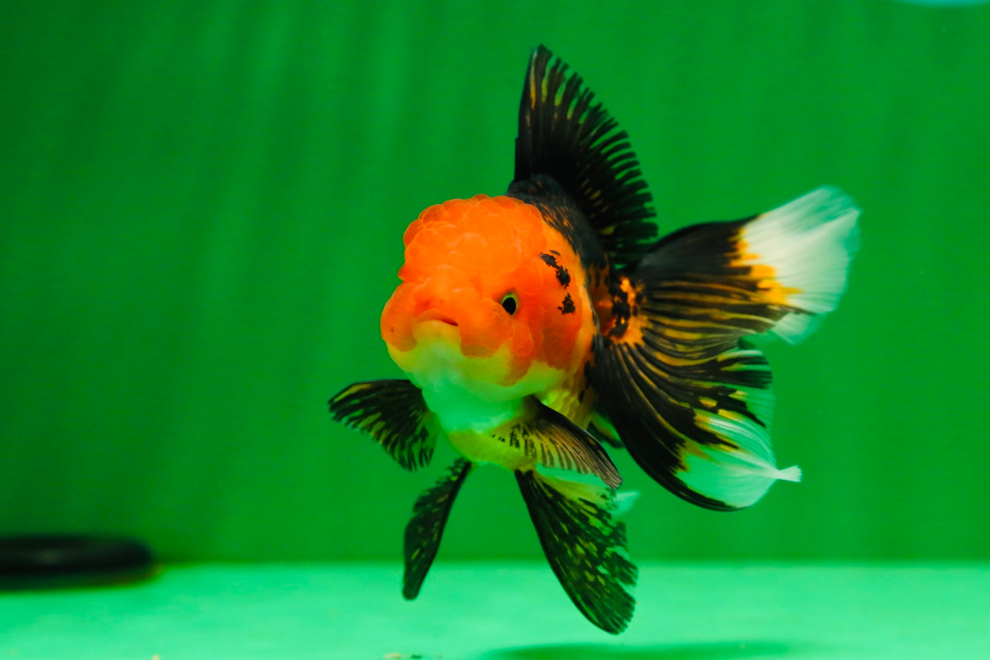[SINGLE] Apache Oranda Female 4 inches #081525SO_09