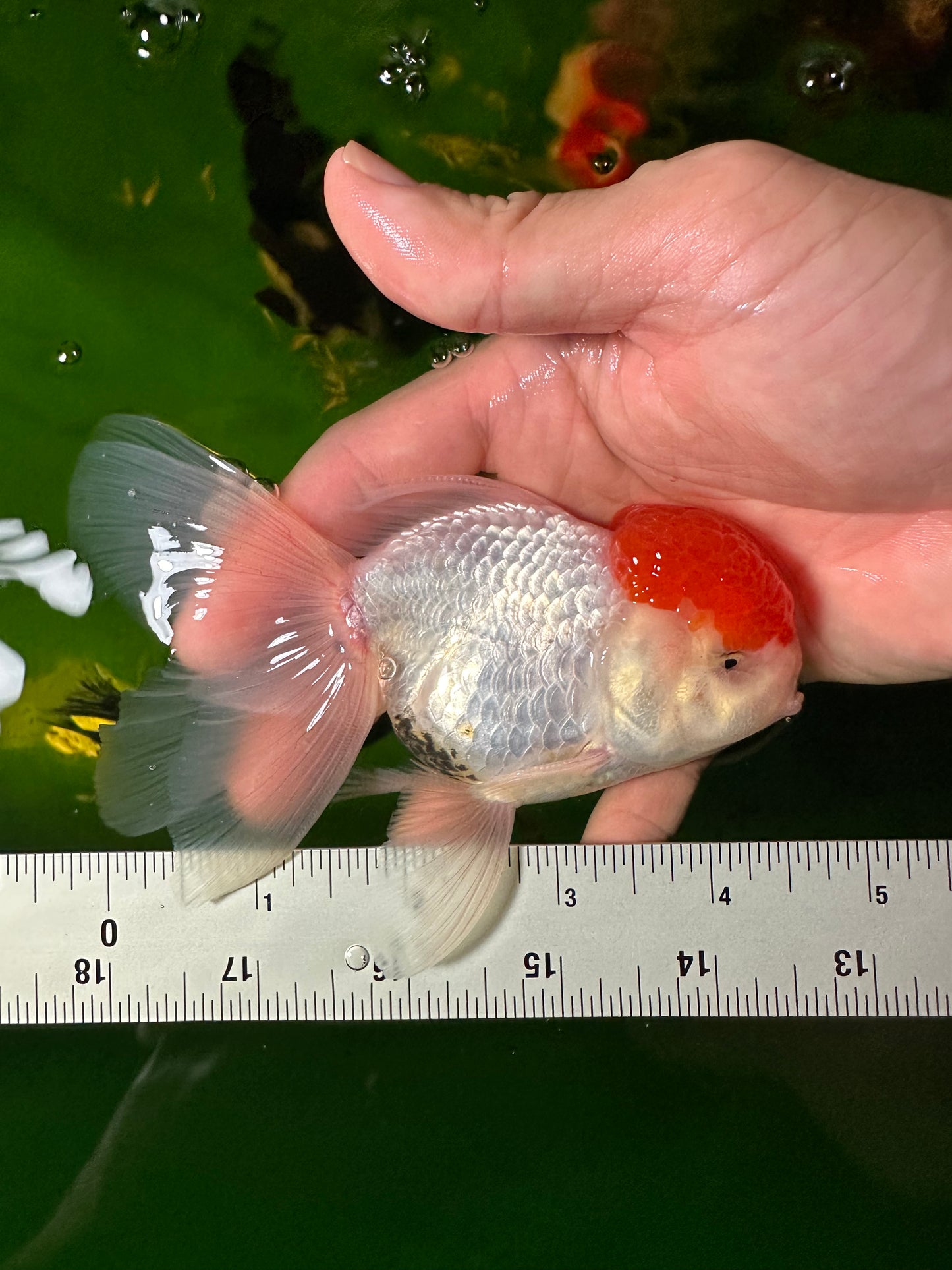 [COUPLE] Red Cap Male & Female 4-4.5 inches #110824CO_14