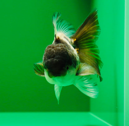 [SINGLE] Panda Oranda Male 4 inches #013125SO_18