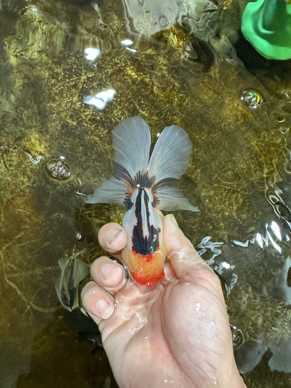 [SINGLE] Tricolor Oranda Male 4.5 inches #082225SO_03