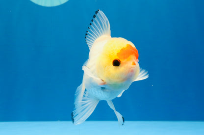 [SINGLE] Red White Oranda Male 4-4.5 inches #041026SO_10