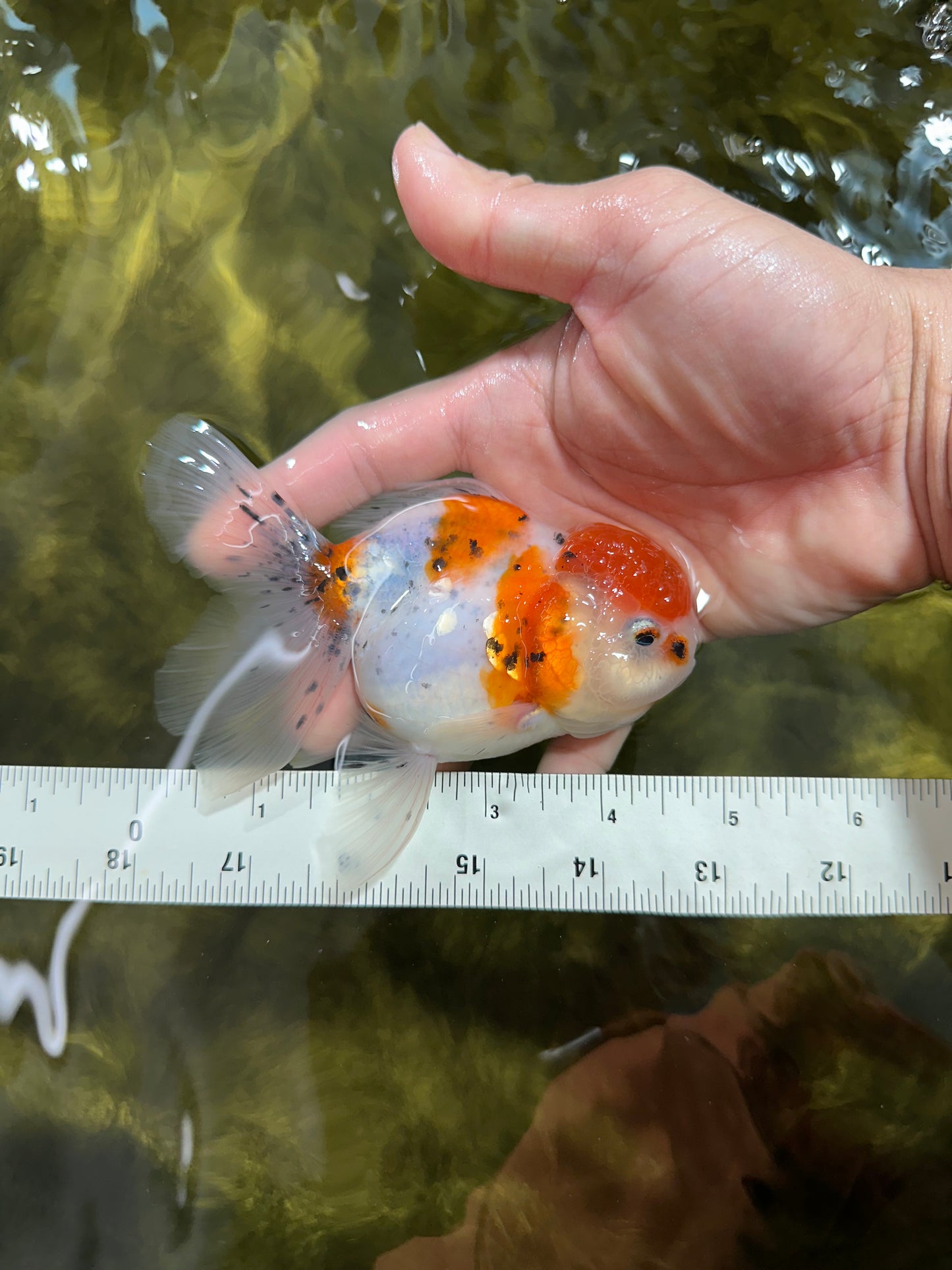 [SINGLE] Sakura Oranda Female 4.5-5 inches #041825SO_07