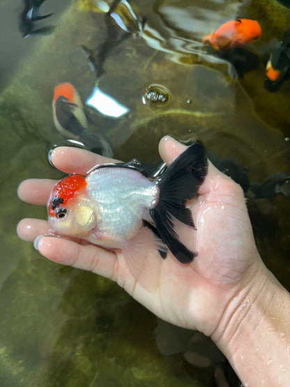 [SINGLE] Tricolor Male Oranda 4-4.5 inches #080125SO_11