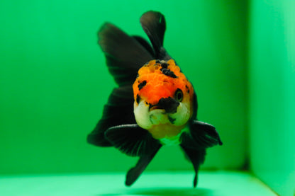 [SINGLE] Tricolor Oranda Male 4.5 inches #090525SO_03