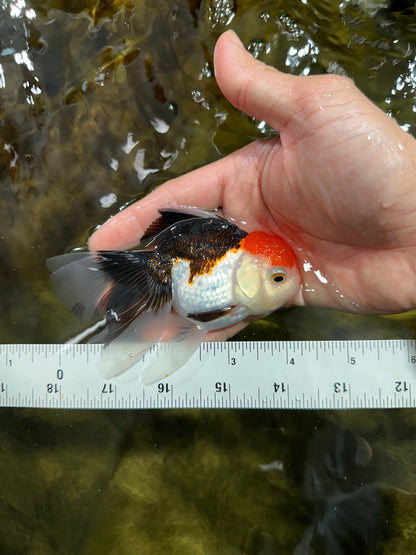[COUPLE] White Head Male & Red Head Tricolor Female 4-4.5 inches #091925CO_05