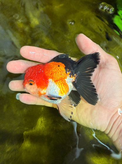 [SINGLE] Tricolor Oranda Male 4-4.5 inches #022726SO_04