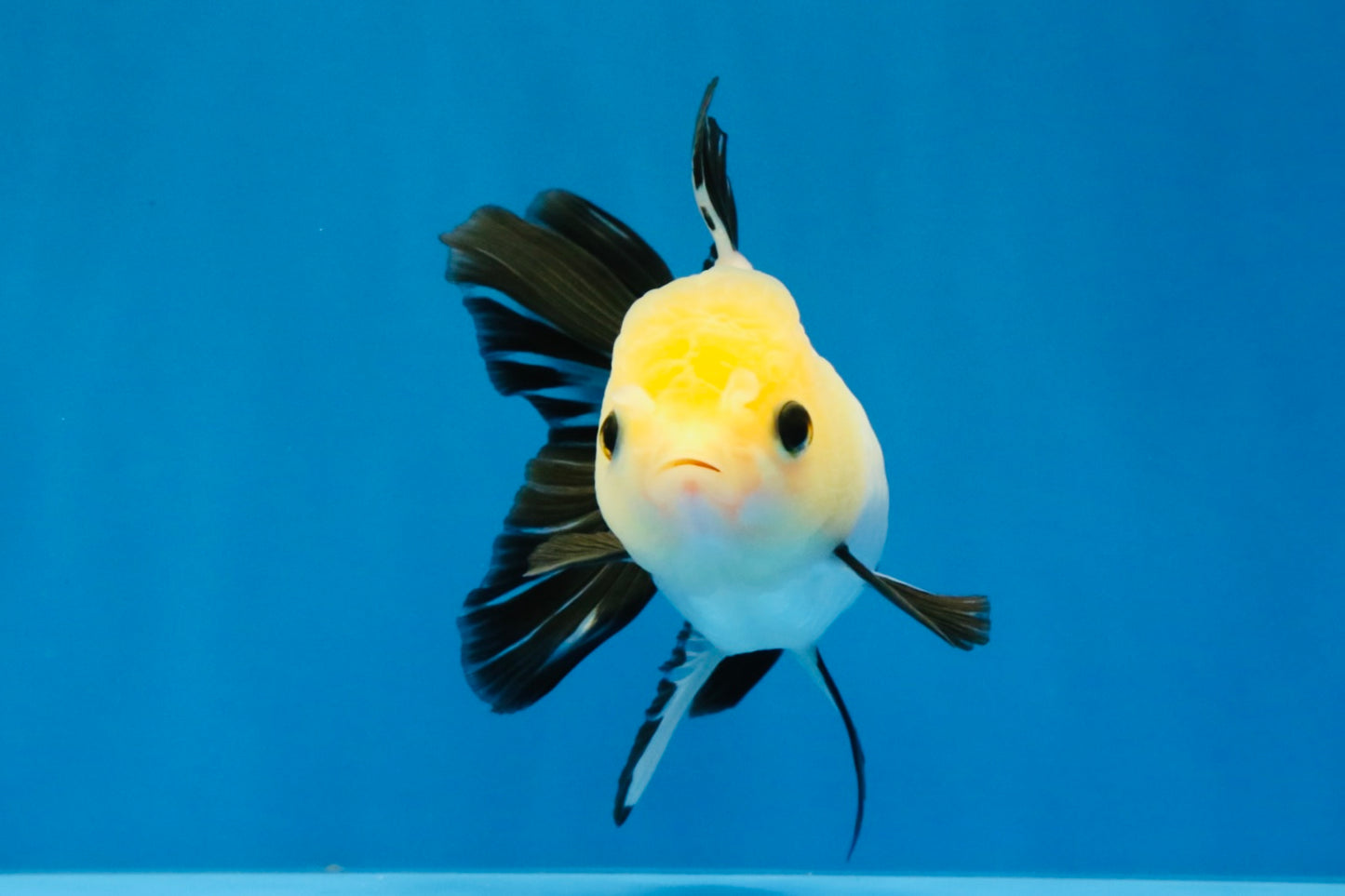 [SINGLE] Panda Button Eyes Oranda Female 4-4.5 inches #041026SO_04