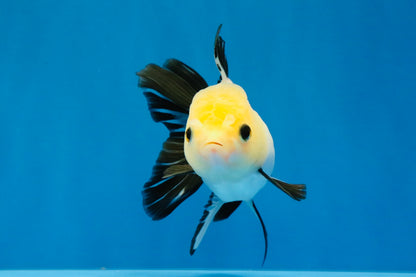 [SINGLE] Panda Button Eyes Oranda Female 4-4.5 inches #041026SO_04