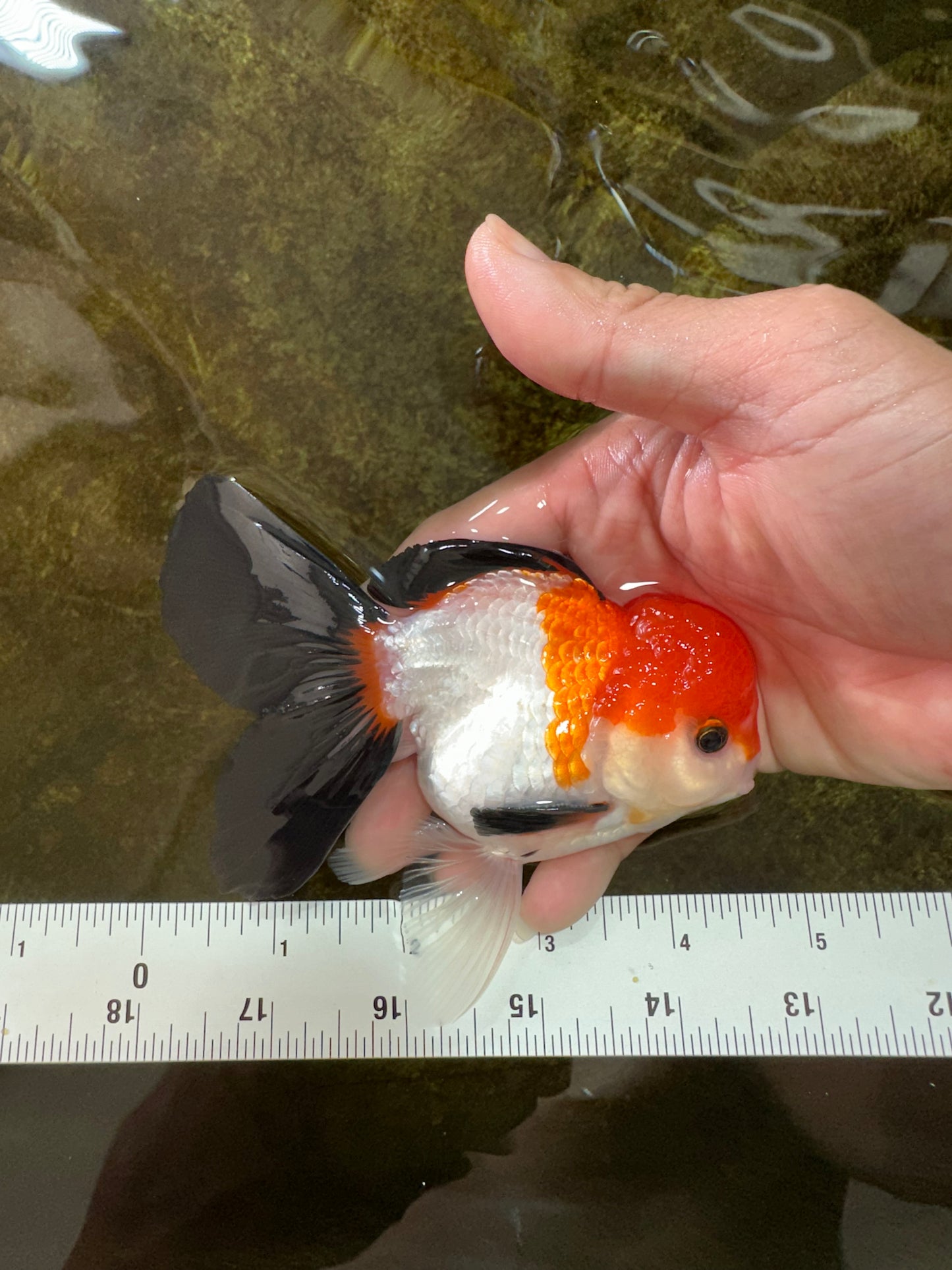 [SINGLE] Tricolor Button Eyes Oranda Male 4.5 inches #080825SO_12