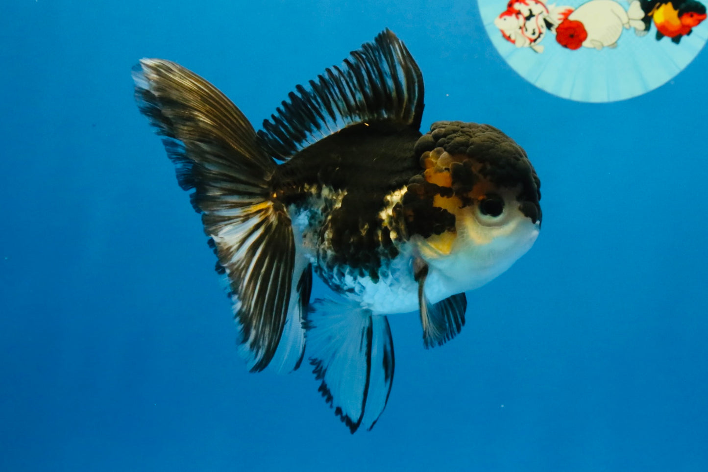 [SINGLE] Tricolor Oranda Male 4-4.5 inches #041726SO_01
