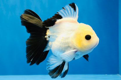 [SINGLE] Panda Button Eyes Oranda Male 4.5 inches #031326SO_10