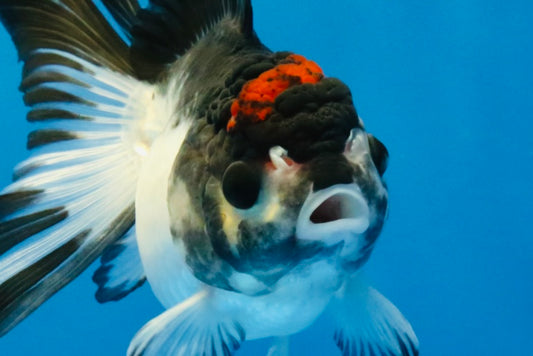 [SINGLE] Tricolor Oranda Male 4 inches #041726SO_03