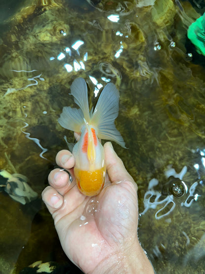 [SINGLE] Lemonhead Oranda Male 5 inches #082225SO_05
