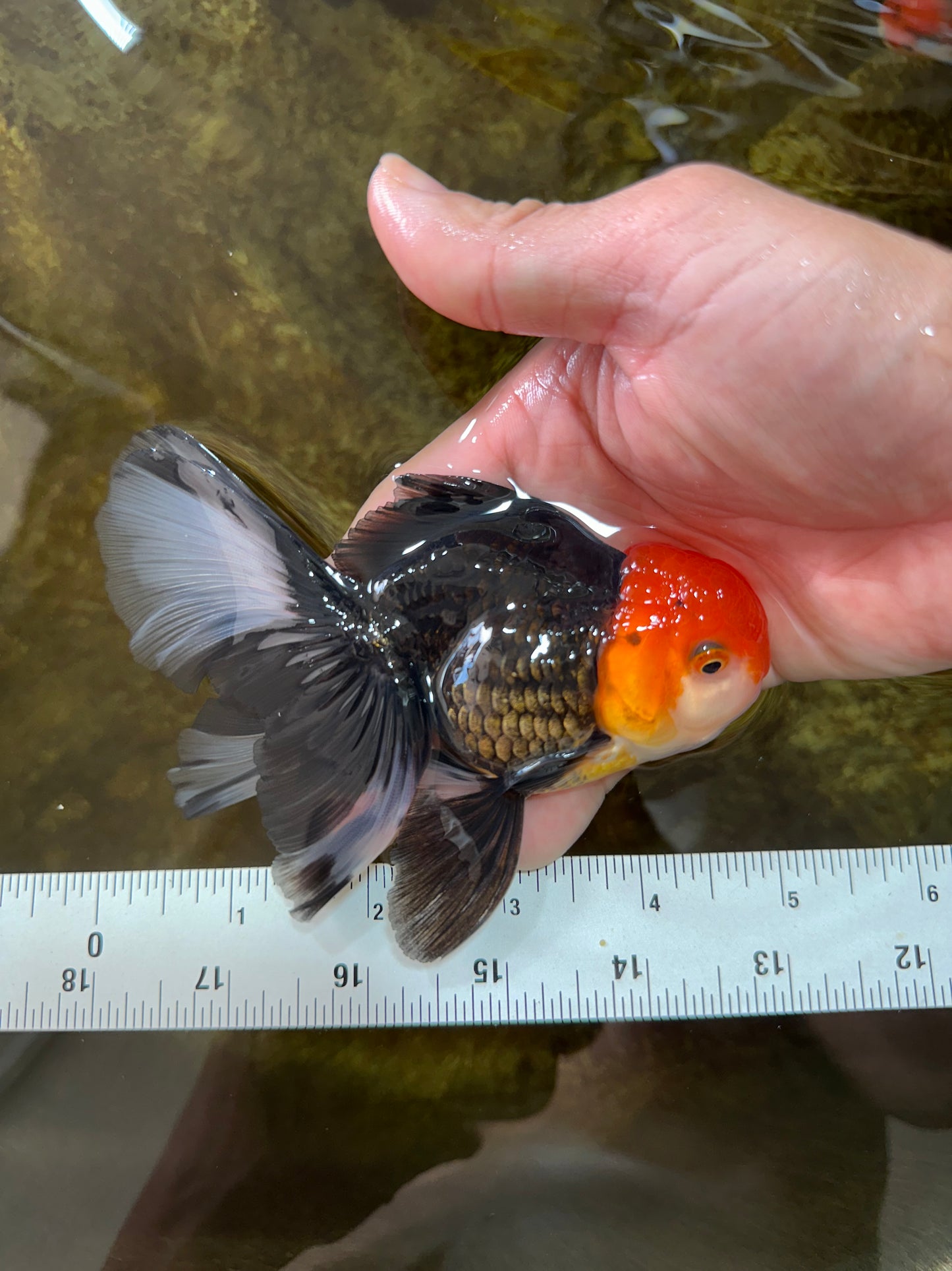 [SINGLE] Tricolor Oranda Male 4.5-5 inches #080825SO_09