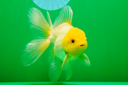 [SINGLE] Lemonhead Oranda Male 5 inches #082225SO_05