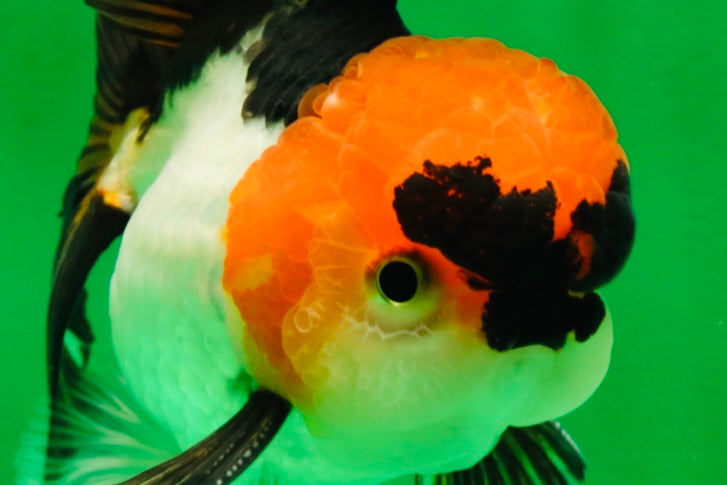 [SINGLE] Tricolor Oranda Male 4-4.5 inches #091925SO_07
