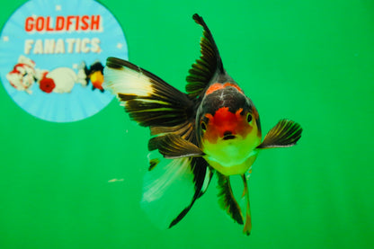 [SINGLE] Tricolor Male 5 inches #101725SO_03