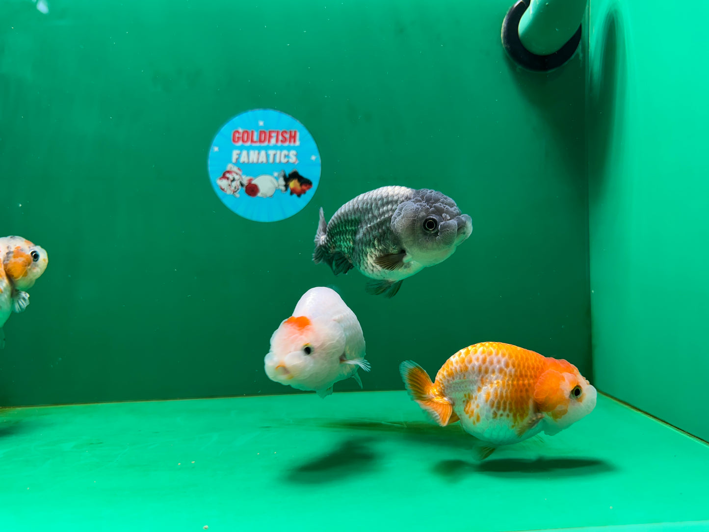 [QUAD] Mix Color Gender : unknown Lionchu 3-4 inches #051625QL_03