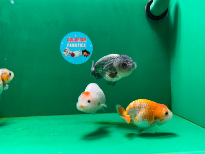 [QUAD] Mix Color Gender : unknown Lionchu 3-4 inches #051625QL_03