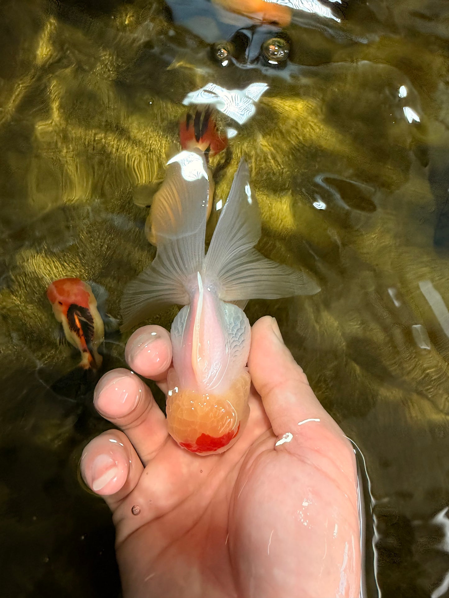[SINGLE] Red White Oranda Female 4 inches #032026SO_01