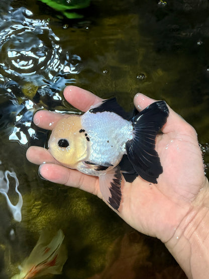 [SINGLE] Panda Oranda Male 4-4.5 inches #040326SO_04